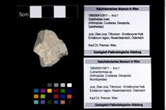 Foto (Objekt + Etikett) von Culmenformosa sp.  (NHMW-GEO-1990-0041-3911)